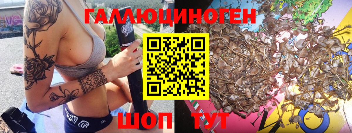 где купить наркоту  Вход с VPN  Тосно  Псилоцибиновые грибы Cubensis 